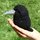 Sock crow.thumb